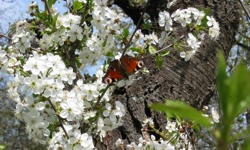 Frühling in Hitzacker