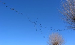 Vogelschwarm in Hitzacker
